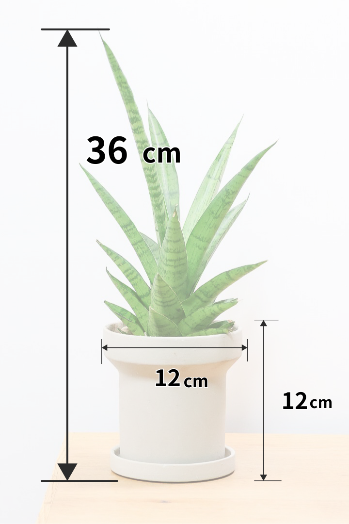 【サンスベリア パゴダ】個性的なフォルム!静岡県の仲良し生産者さんに選んでもらいました！あまり出回らない希少種なので、ぜひこの機会に！