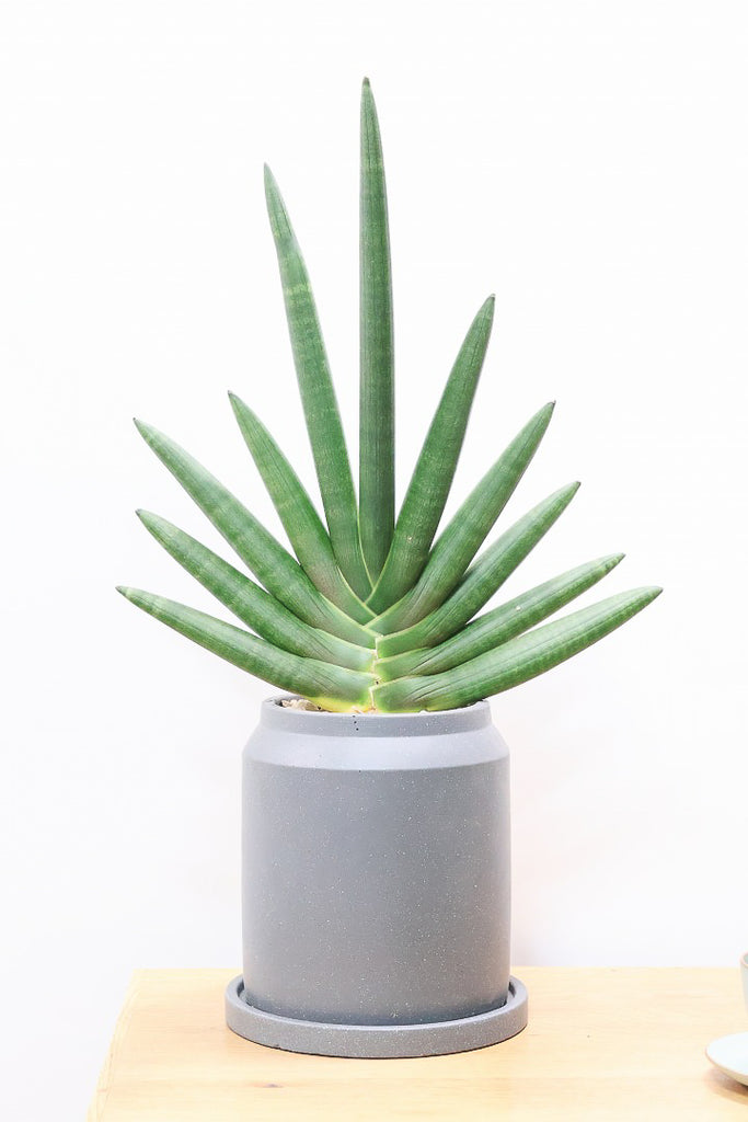 サンスベリア ブラックボンセレンシスGL60861| 観葉植物の通信販売