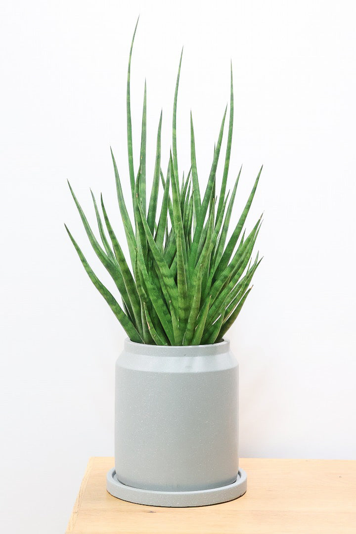 【サンスベリア トーチ】炎が揺らぐようなフォルムがカッコいい！POTとの相性もGOOD！