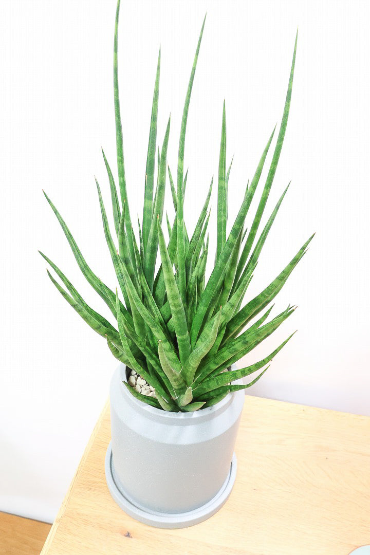 【サンスベリア トーチ】炎が揺らぐようなフォルムがカッコいい！POTとの相性もGOOD！