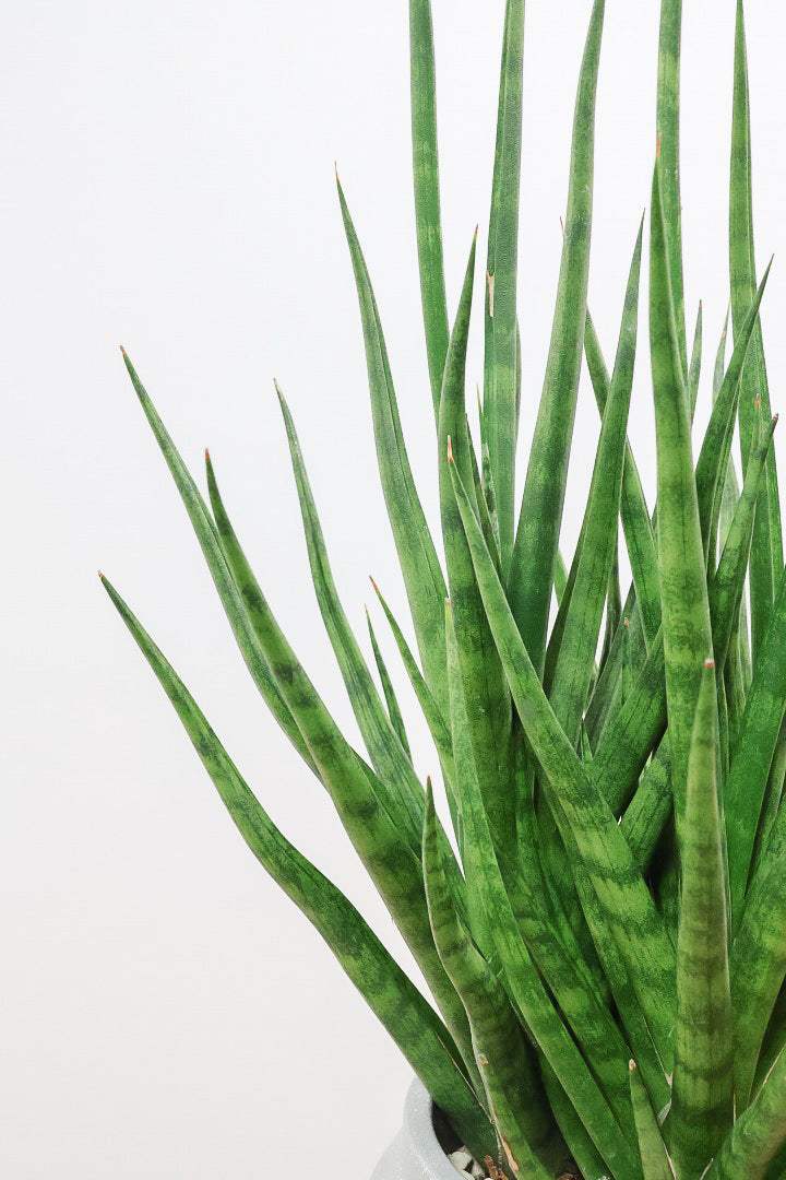 【サンスベリア トーチ】炎が揺らぐようなフォルムがカッコいい！POTとの相性もGOOD！