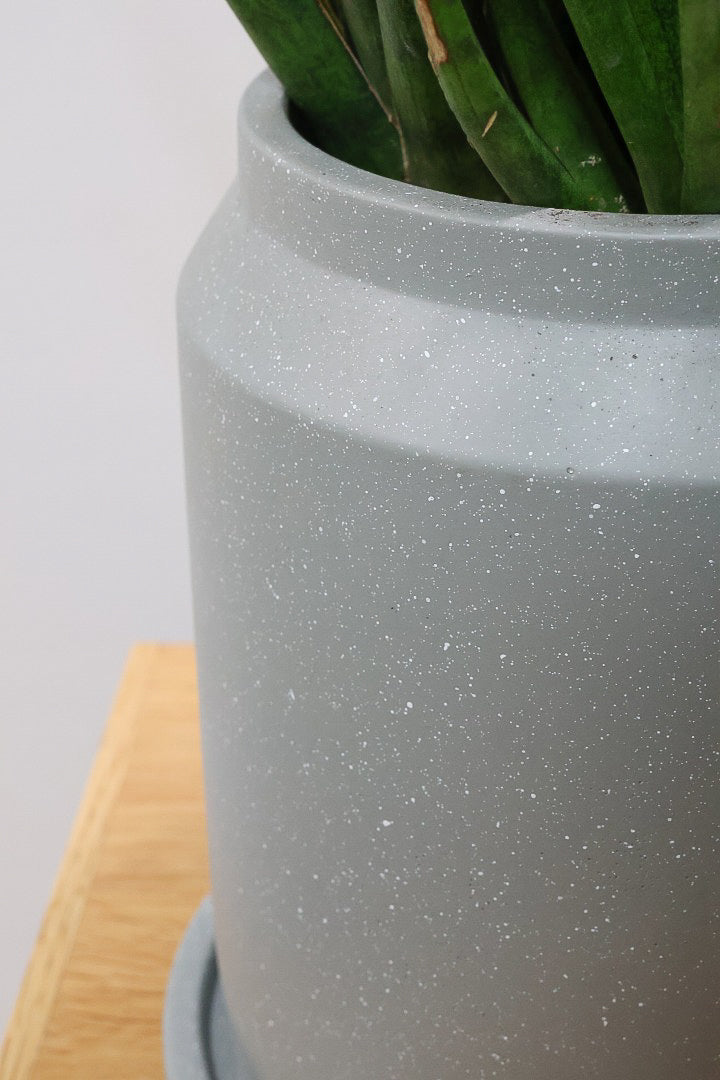 【サンスベリア トーチ】炎が揺らぐようなフォルムがカッコいい！POTとの相性もGOOD！