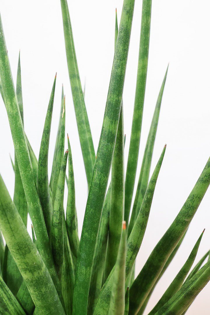 【サンスベリア トーチ】炎が揺らぐようなフォルムがカッコいい！POTとの相性もGOOD！