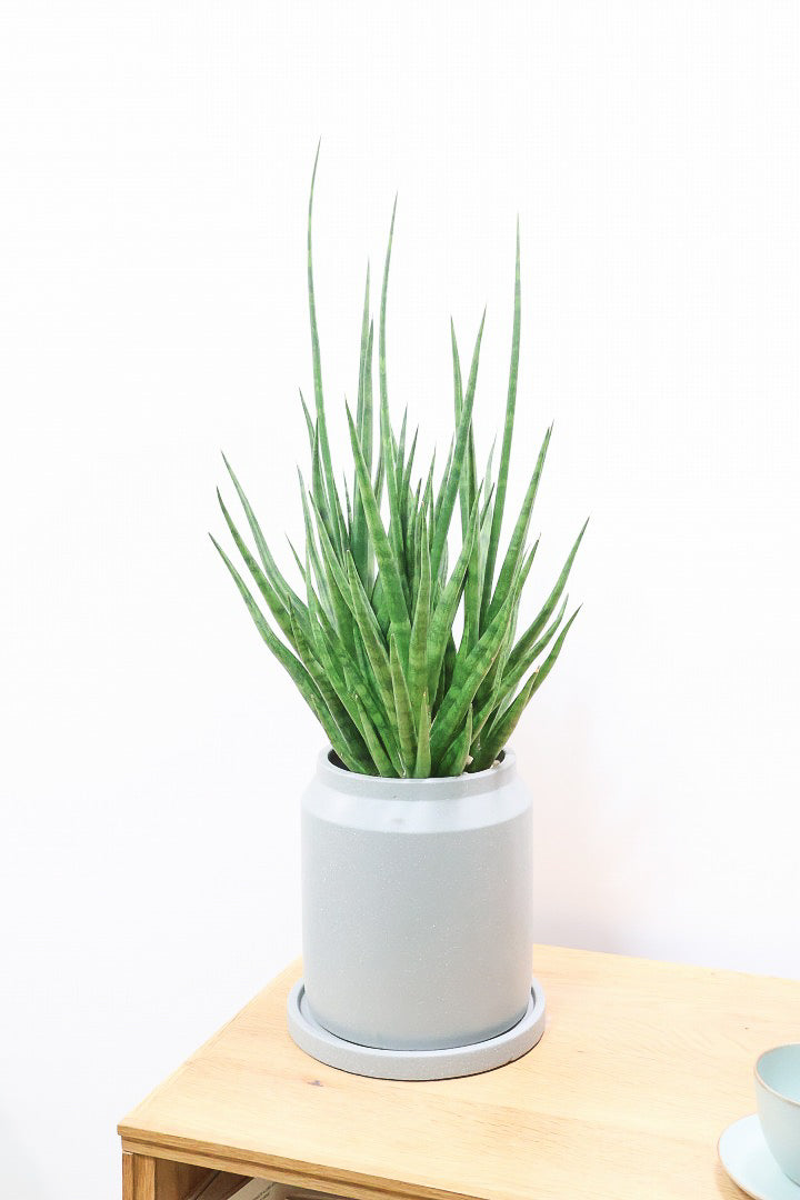 【サンスベリア トーチ】炎が揺らぐようなフォルムがカッコいい！POTとの相性もGOOD！