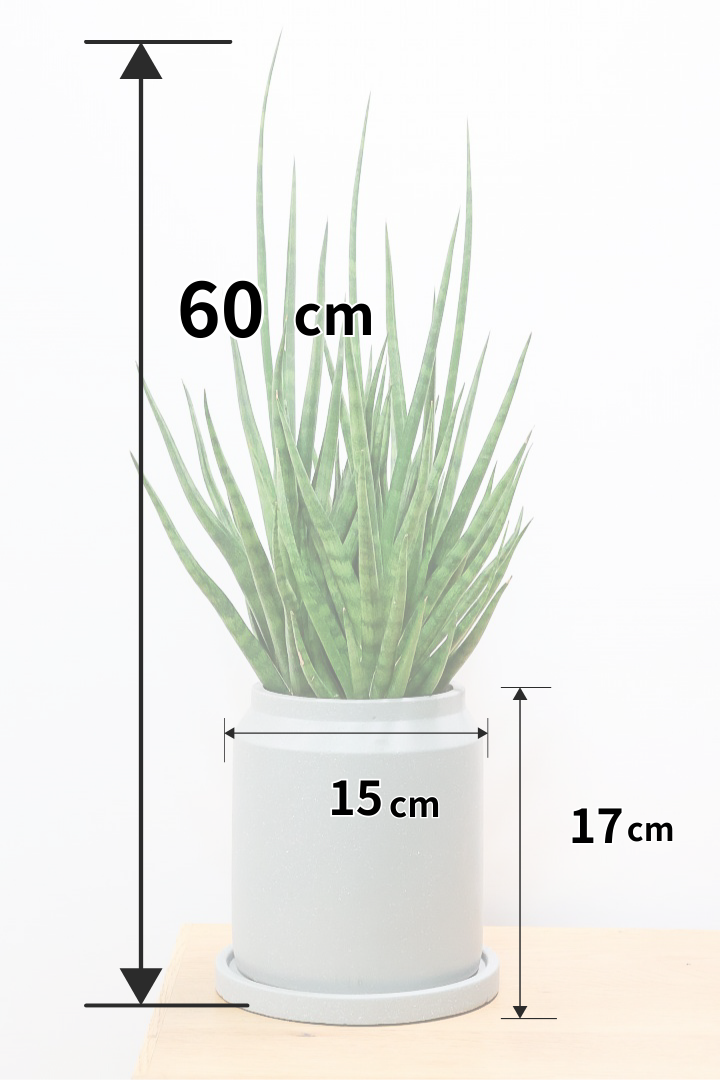 【サンスベリア トーチ】炎が揺らぐようなフォルムがカッコいい！POTとの相性もGOOD！