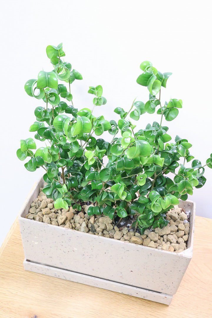 ベンジャミン バロックBE60863| 観葉植物の通信販売 | APEGO(アペーゴ)