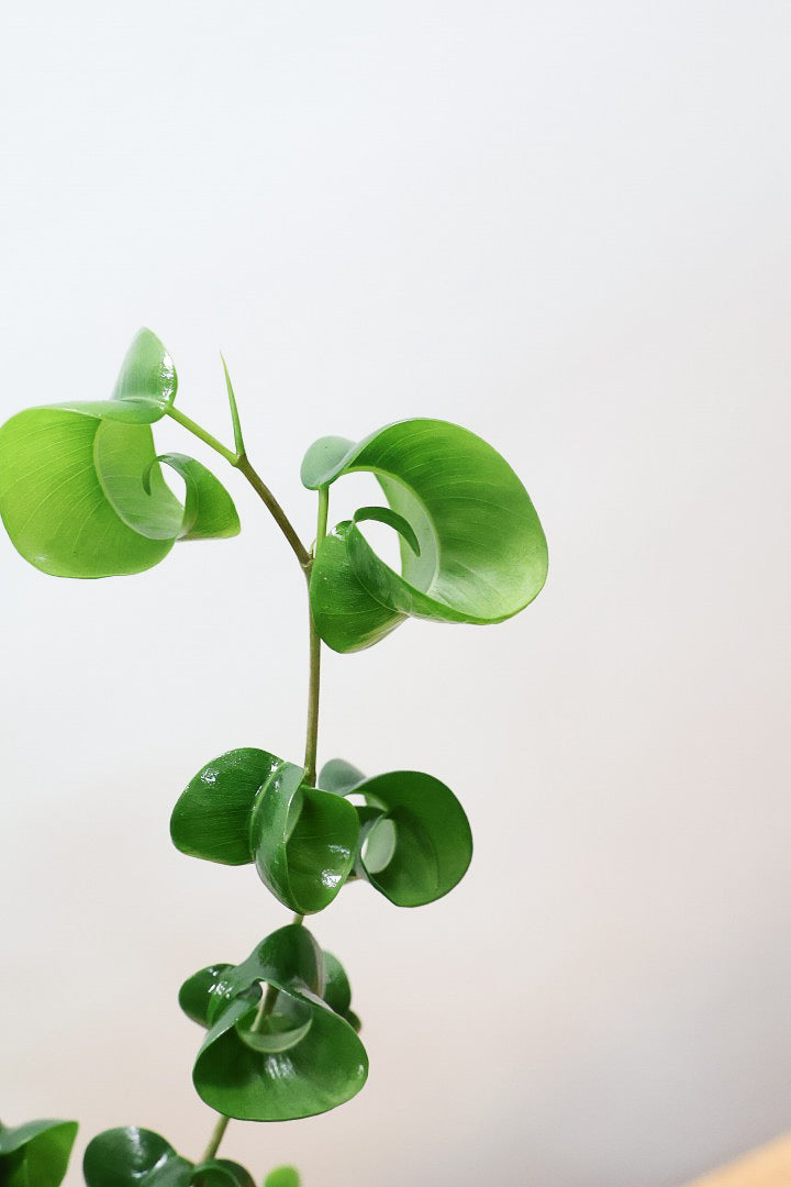 【ベンジャミン バロック】かわいい長方形のプラスチックPOT。人気のスタイルが再入荷しました！