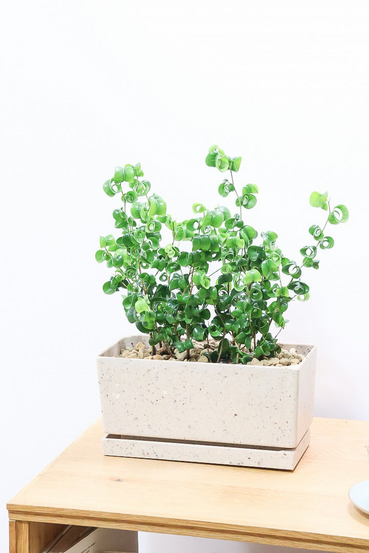 ☆ ベンジャミン バロック♪ 132cm♪ ベンジャミン バロックBE60863| 観葉植物の通信販売 | APEGO(アペーゴ)