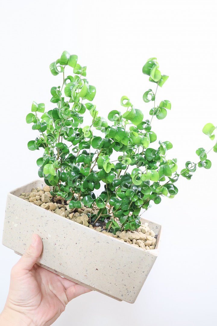 ベンジャミン バロックBE60863| 観葉植物の通信販売 | APEGO(アペーゴ)