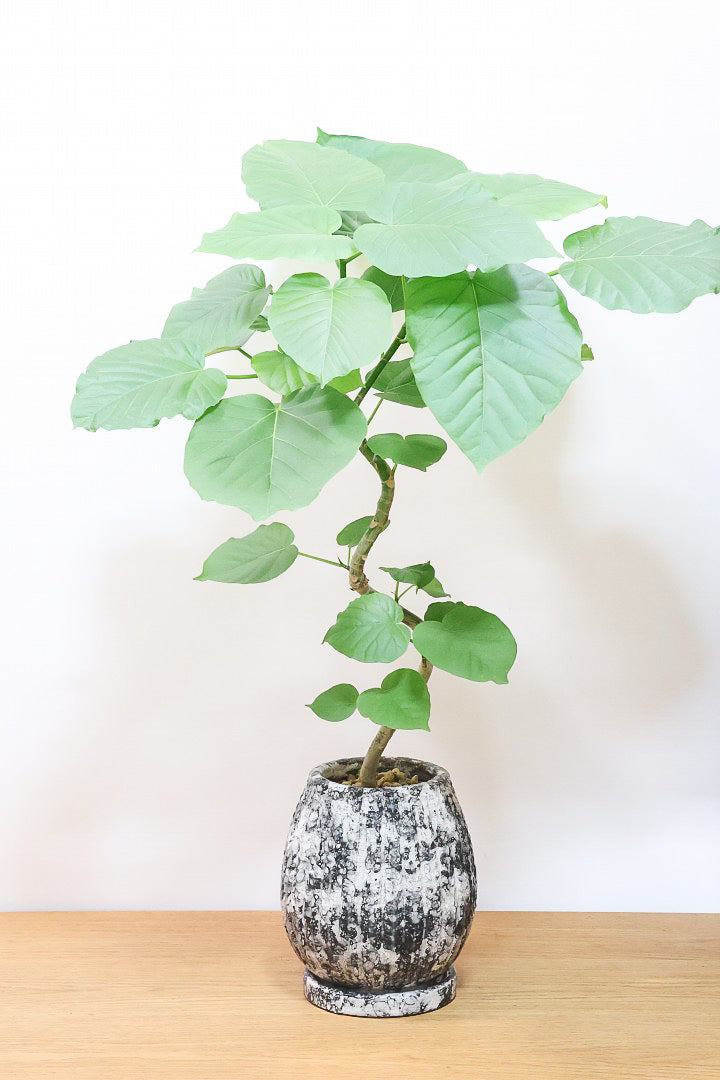 【ウンベラータ】曲り樹形の名手でもある生産者さんが手塩に掛けたバランスの良い素晴らしい樹形です！お手頃ないいサイズ感です！