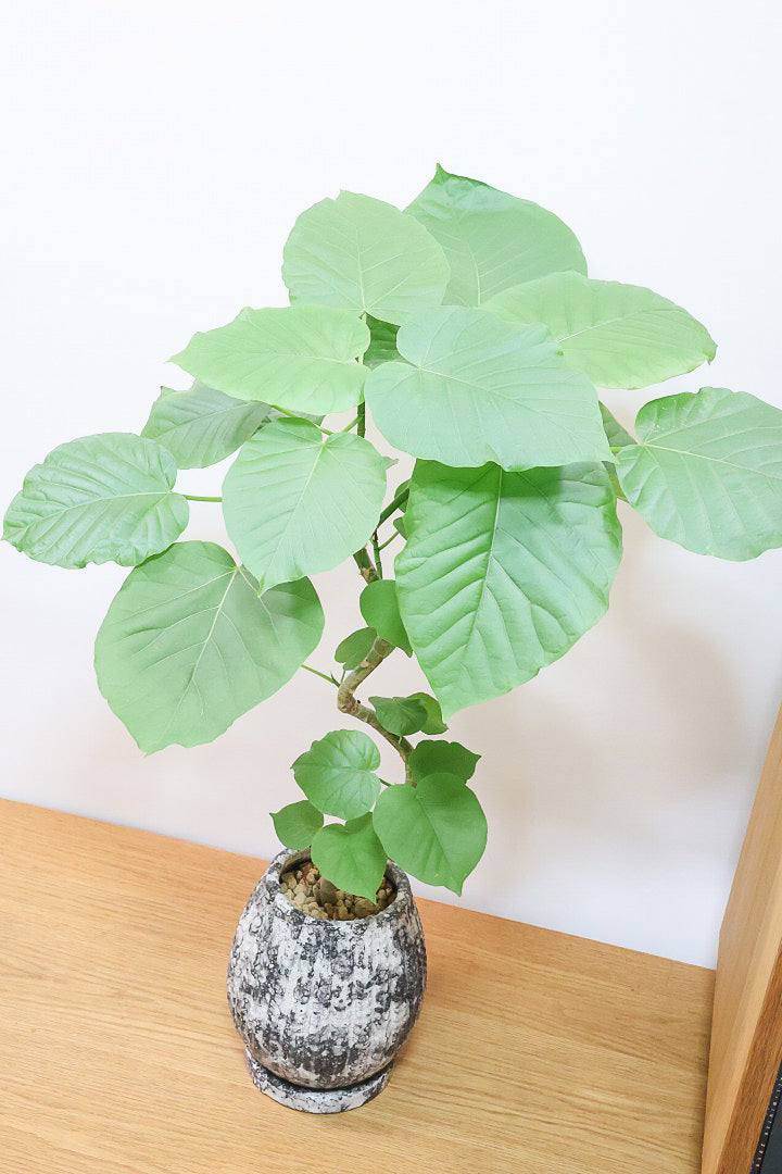 【ウンベラータ】曲り樹形の名手でもある生産者さんが手塩に掛けたバランスの良い素晴らしい樹形です！お手頃ないいサイズ感です！