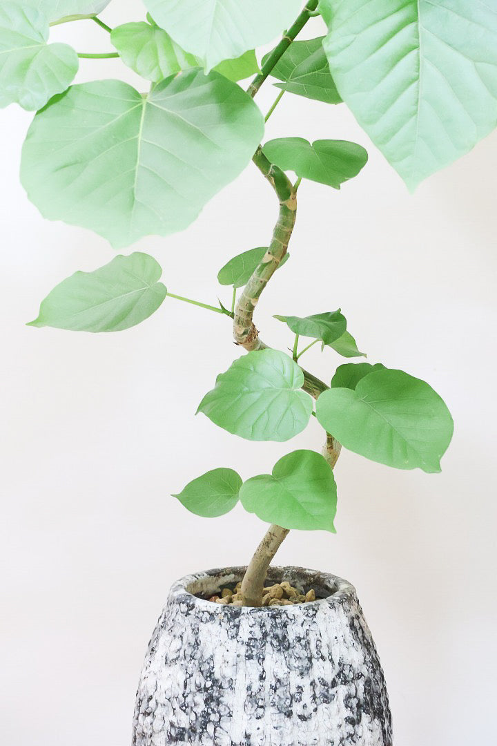 【ウンベラータ】曲り樹形の名手でもある生産者さんが手塩に掛けたバランスの良い素晴らしい樹形です！お手頃ないいサイズ感です！