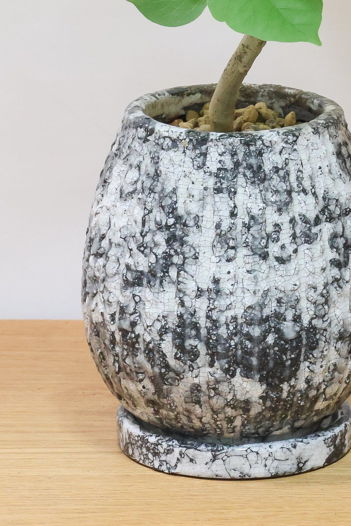 【ウンベラータ】曲り樹形の名手でもある生産者さんが手塩に掛けたバランスの良い素晴らしい樹形です！お手頃ないいサイズ感です！