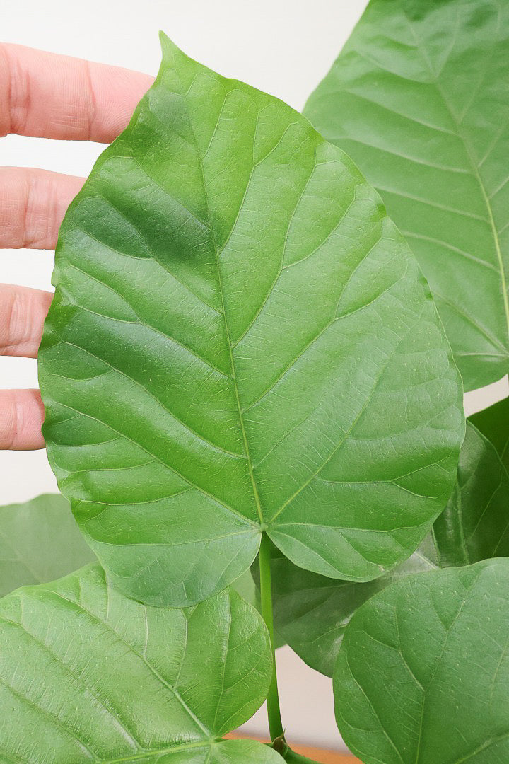 【ウンベラータ】曲り樹形の名手でもある生産者さんが手塩に掛けたバランスの良い素晴らしい樹形です！お手頃ないいサイズ感です！