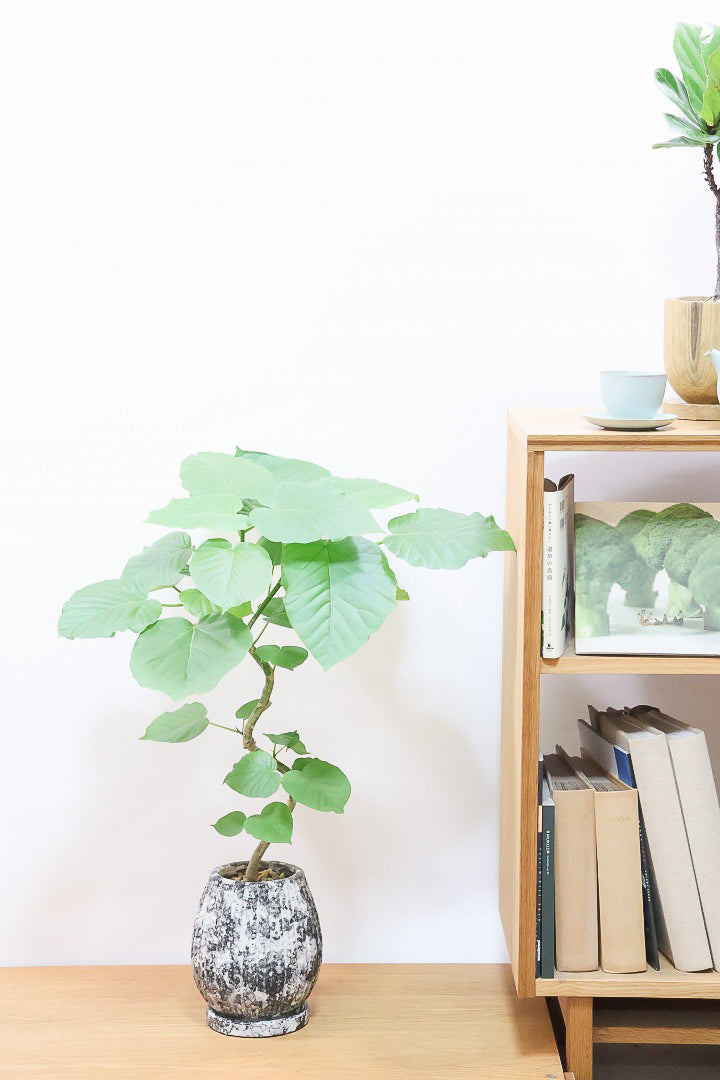 【ウンベラータ】曲り樹形の名手でもある生産者さんが手塩に掛けたバランスの良い素晴らしい樹形です！お手頃ないいサイズ感です！