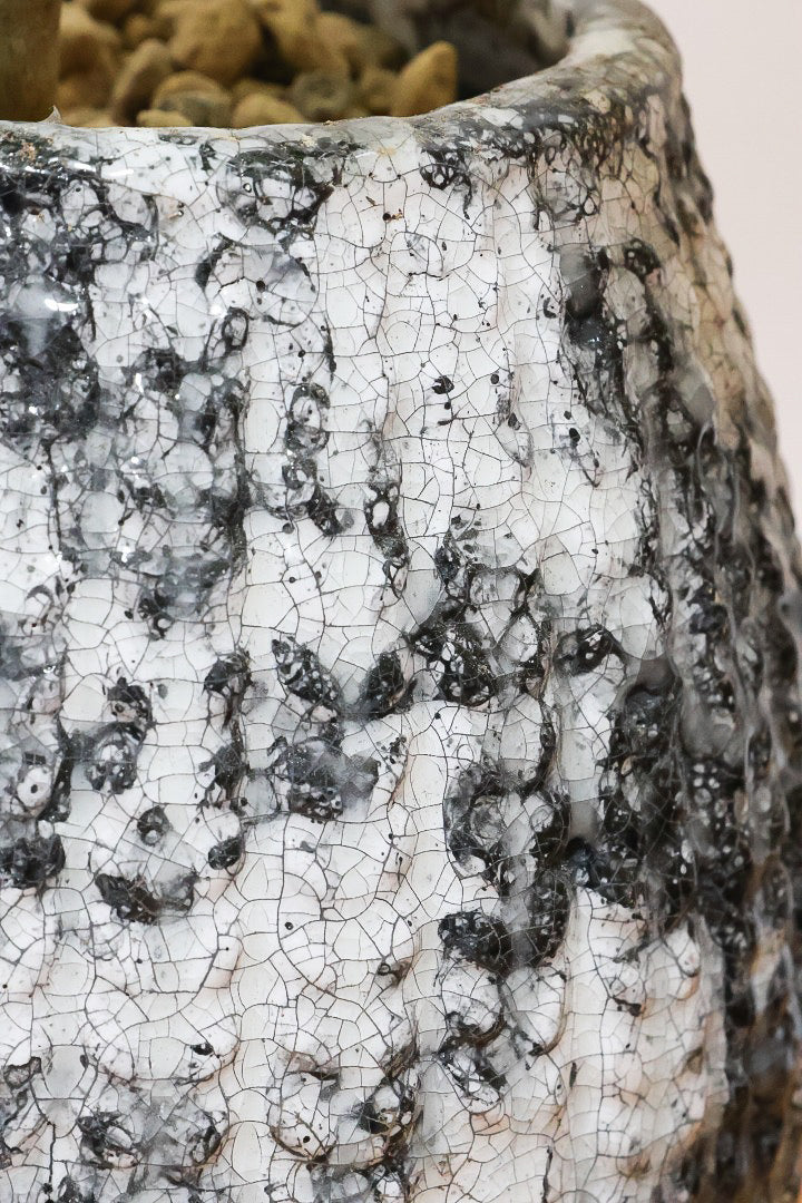 【ウンベラータ】曲り樹形の名手でもある生産者さんが手塩に掛けたバランスの良い素晴らしい樹形です！お手頃ないいサイズ感です！