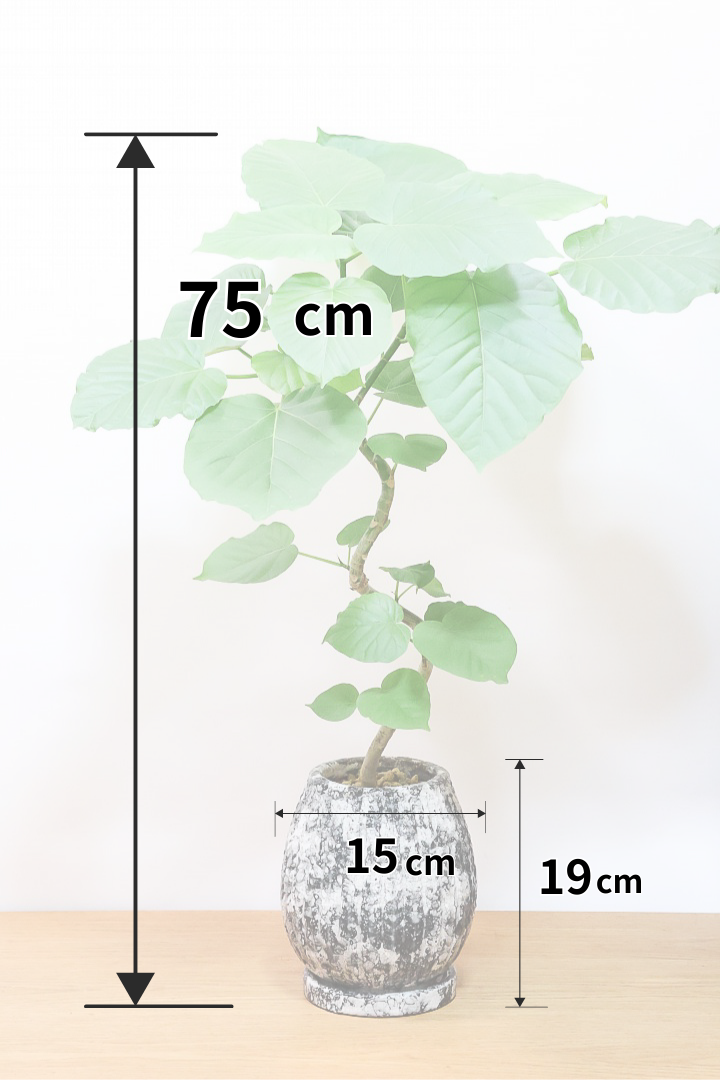 【ウンベラータ】曲り樹形の名手でもある生産者さんが手塩に掛けたバランスの良い素晴らしい樹形です！お手頃ないいサイズ感です！