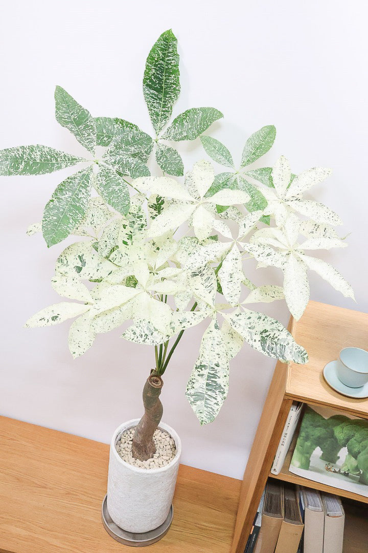 【パキラ ミルキーウェイ】今回はBIGサイズ！ここまで白斑が多めの個体はもう二度と入荷しないかもしれません。とにかく素晴らしい！