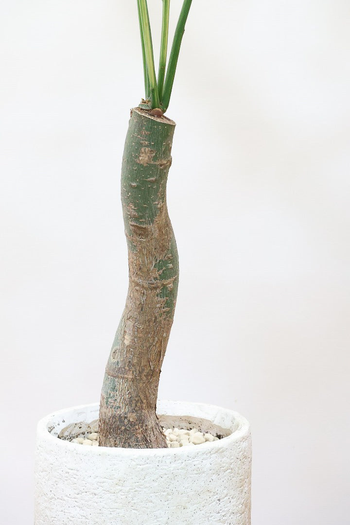 パキラ ミルキーウェイIV60866| 観葉植物の通信販売 | APEGO(アペーゴ)