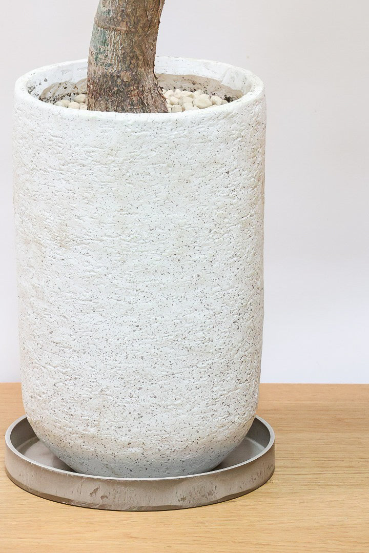 【パキラ ミルキーウェイ】今回はBIGサイズ！ここまで白斑が多めの個体はもう二度と入荷しないかもしれません。とにかく素晴らしい！