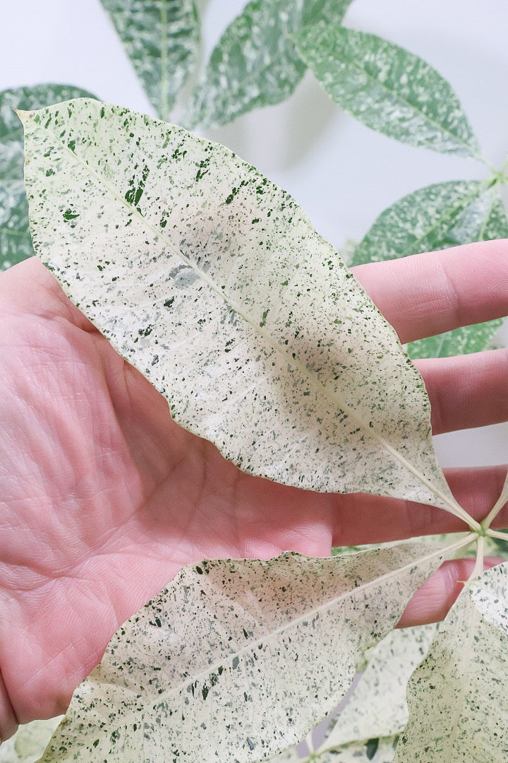 【パキラ ミルキーウェイ】今回はBIGサイズ！ここまで白斑が多めの個体はもう二度と入荷しないかもしれません。とにかく素晴らしい！