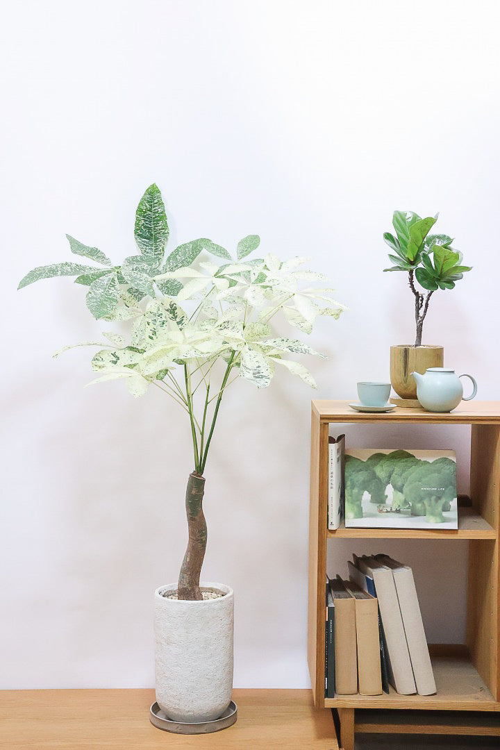 【パキラ ミルキーウェイ】今回はBIGサイズ！ここまで白斑が多めの個体はもう二度と入荷しないかもしれません。とにかく素晴らしい！