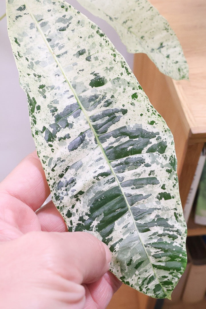 【パキラ ミルキーウェイ】今回はBIGサイズ！ここまで白斑が多めの個体はもう二度と入荷しないかもしれません。とにかく素晴らしい！