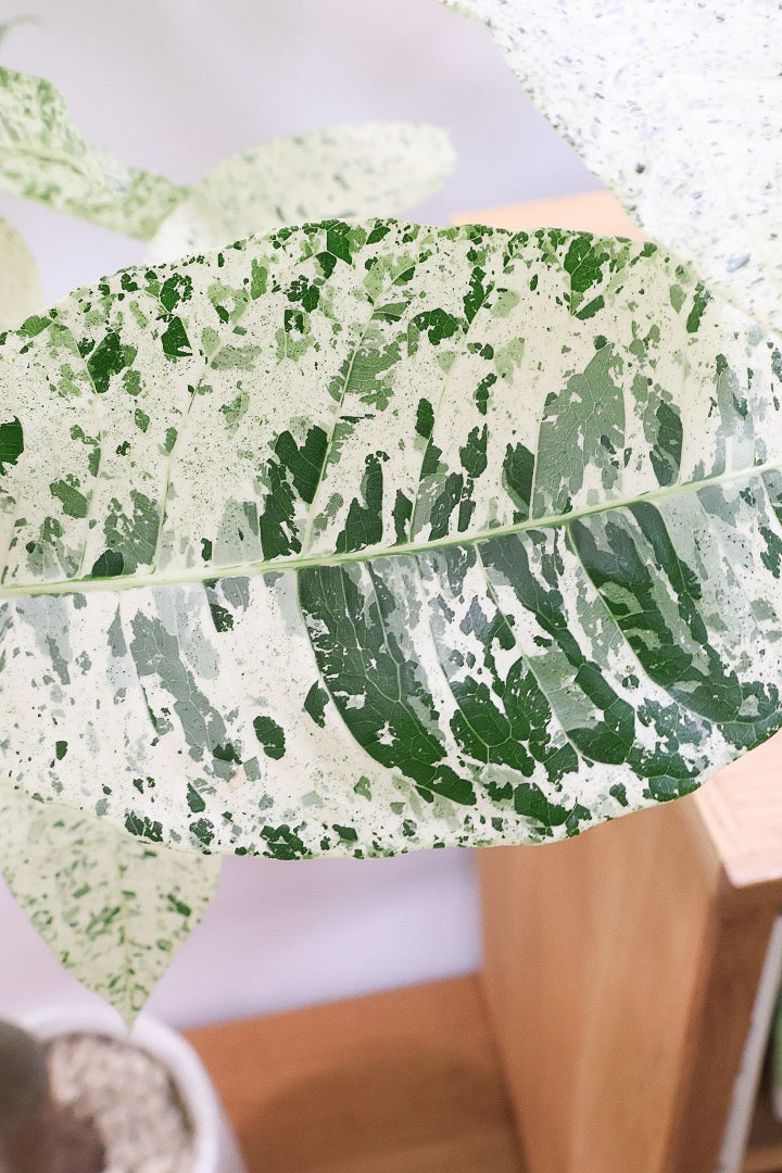 【パキラ ミルキーウェイ】今回はBIGサイズ！ここまで白斑が多めの個体はもう二度と入荷しないかもしれません。とにかく素晴らしい！