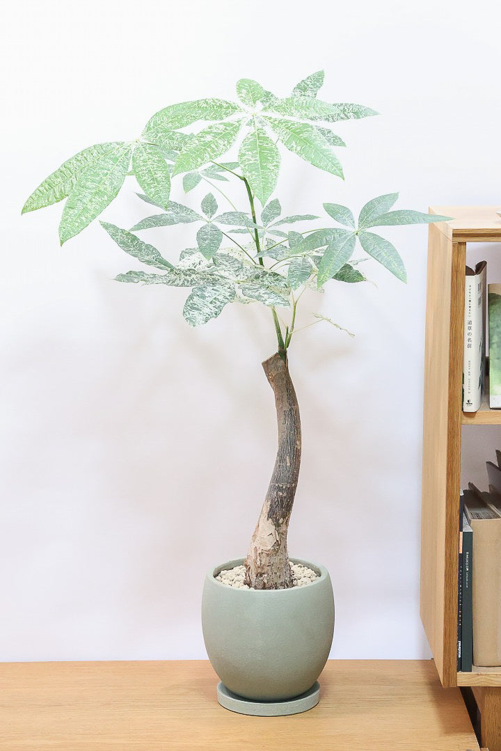 【パキラ ミルキーウェイ】このサイズはラスト！次回の入荷は来年です！ホワイト＆グリーンの葉がとても美しい!!あまり作られていない希少な観葉植物です！