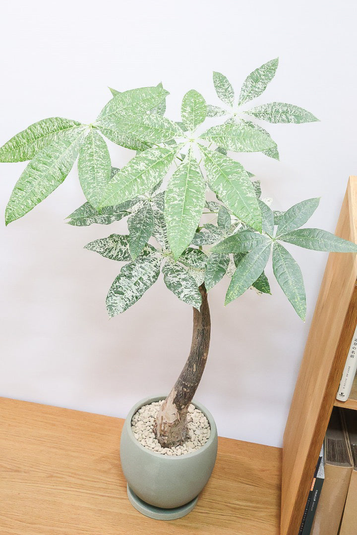 【パキラ ミルキーウェイ】このサイズはラスト！次回の入荷は来年です！ホワイト＆グリーンの葉がとても美しい!!あまり作られていない希少な観葉植物です！