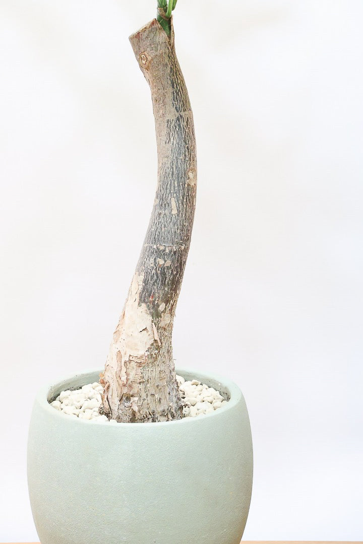 【パキラ ミルキーウェイ】このサイズはラスト！次回の入荷は来年です！ホワイト＆グリーンの葉がとても美しい!!あまり作られていない希少な観葉植物です！