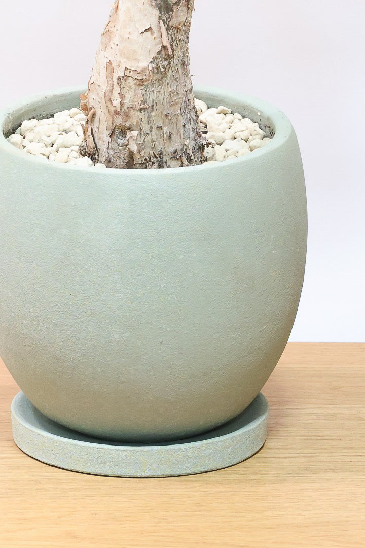 【パキラ ミルキーウェイ】このサイズはラスト！次回の入荷は来年です！ホワイト＆グリーンの葉がとても美しい!!あまり作られていない希少な観葉植物です！