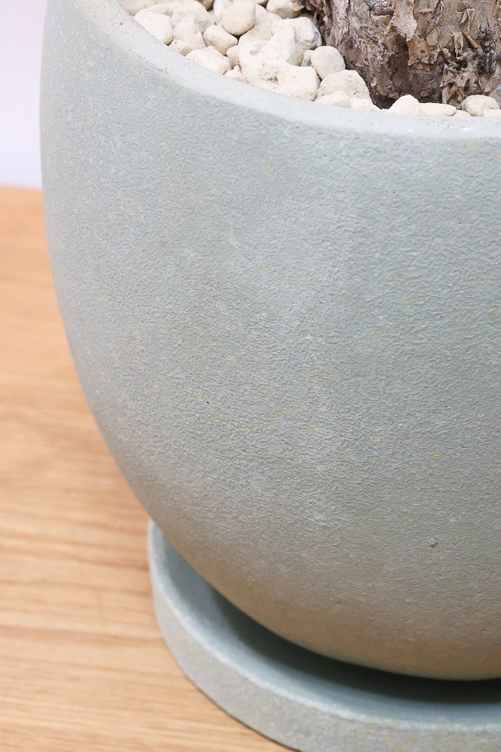 【パキラ ミルキーウェイ】このサイズはラスト！次回の入荷は来年です！ホワイト＆グリーンの葉がとても美しい!!あまり作られていない希少な観葉植物です！