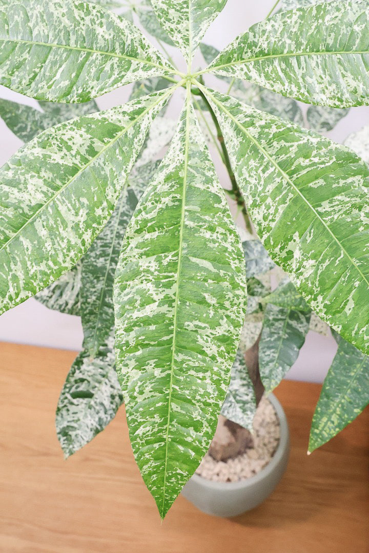 【パキラ ミルキーウェイ】このサイズはラスト！次回の入荷は来年です！ホワイト＆グリーンの葉がとても美しい!!あまり作られていない希少な観葉植物です！