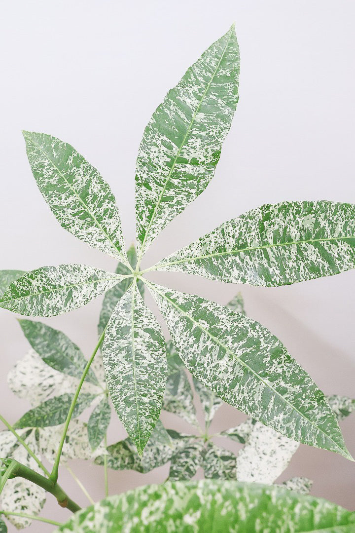 【パキラ ミルキーウェイ】このサイズはラスト！次回の入荷は来年です！ホワイト＆グリーンの葉がとても美しい!!あまり作られていない希少な観葉植物です！