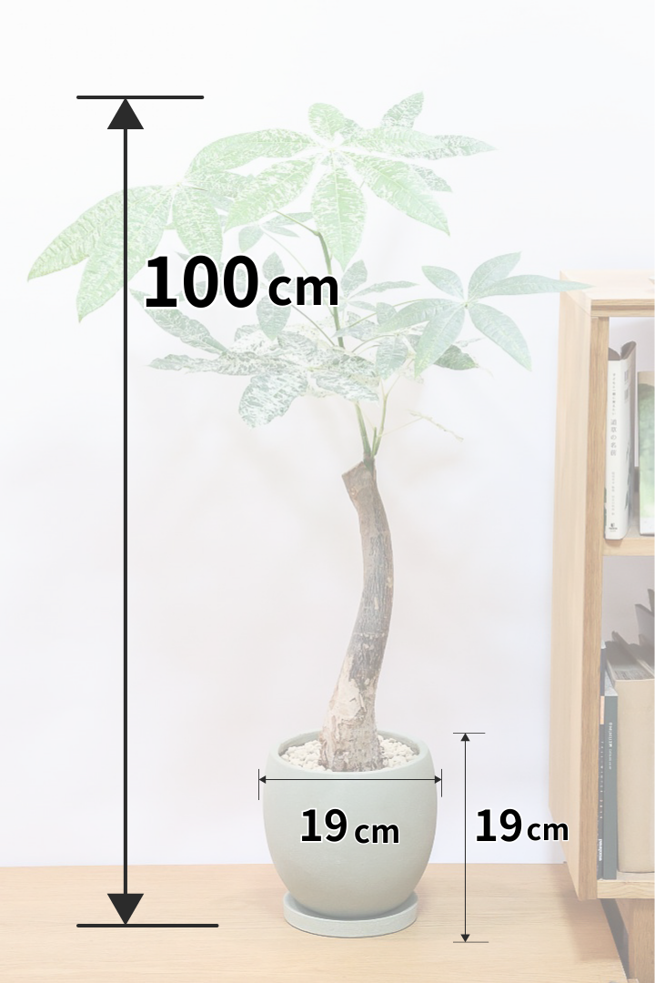 【パキラ ミルキーウェイ】このサイズはラスト！次回の入荷は来年です！ホワイト＆グリーンの葉がとても美しい!!あまり作られていない希少な観葉植物です！