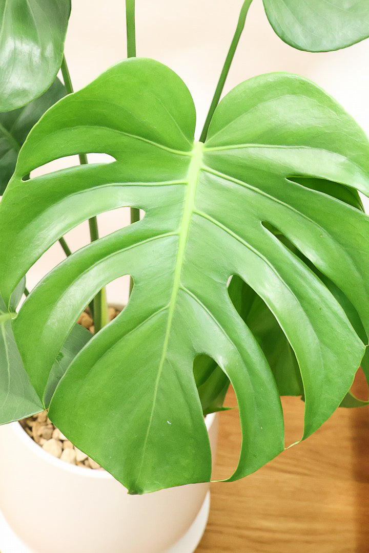 モンステラW60869| 観葉植物の通信販売 | APEGO(アペーゴ)