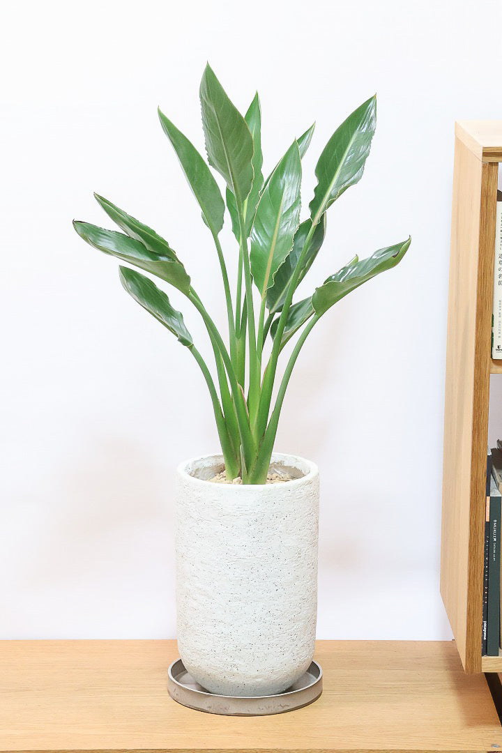 【ストレチア レギネ】最高のバランス！ロングPOTもスタイリッシュなので植物との相性がいい！