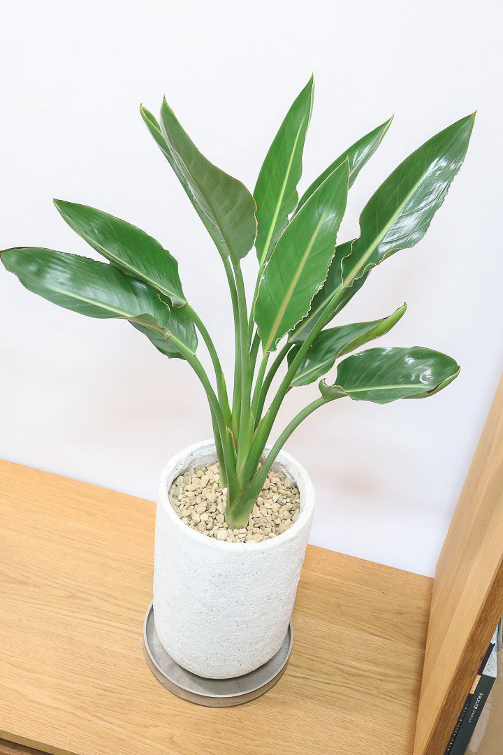 【ストレチア レギネ】最高のバランス！ロングPOTもスタイリッシュなので植物との相性がいい！