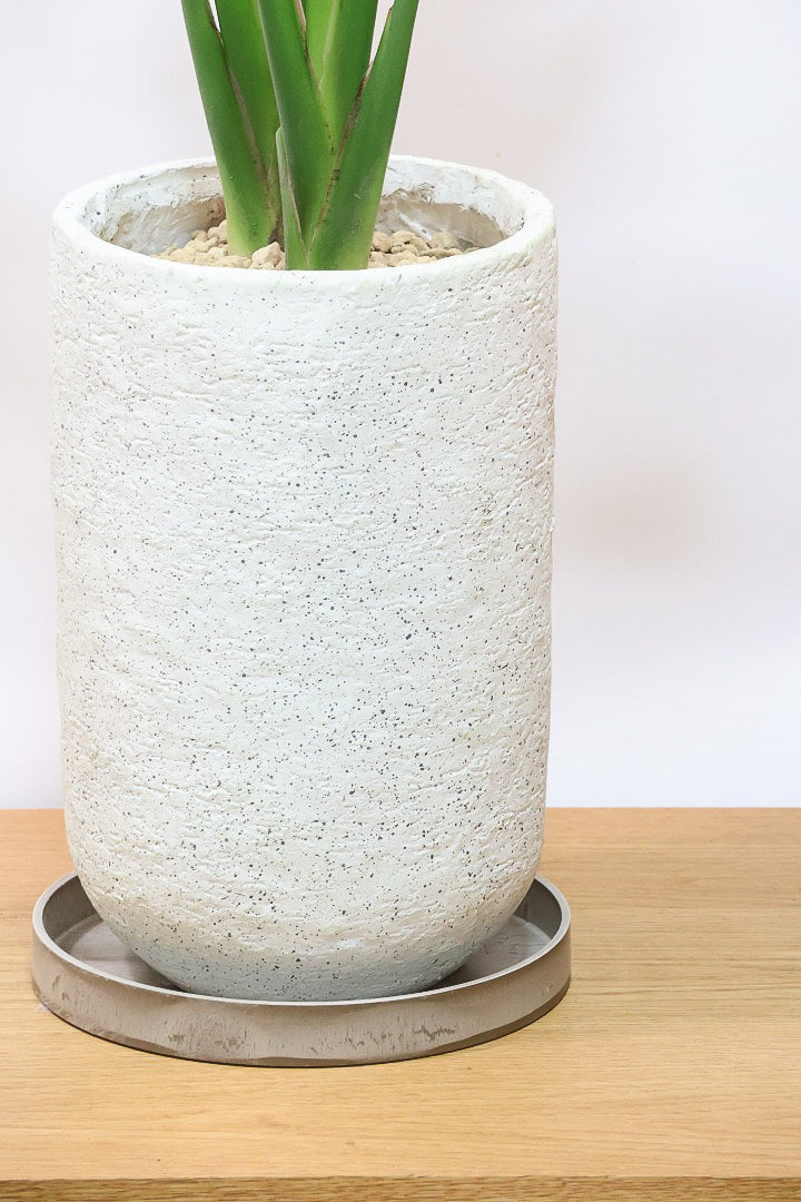 【ストレチア レギネ】最高のバランス！ロングPOTもスタイリッシュなので植物との相性がいい！