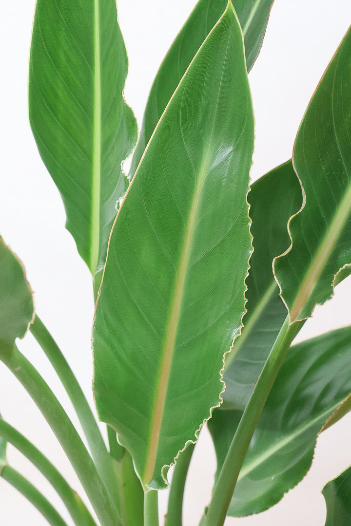 【ストレチア レギネ】最高のバランス！ロングPOTもスタイリッシュなので植物との相性がいい！