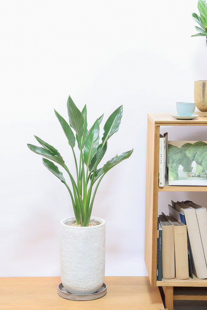 【ストレチア レギネ】最高のバランス！ロングPOTもスタイリッシュなので植物との相性がいい！