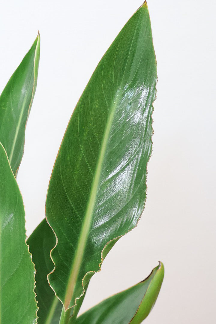 【ストレチア レギネ】最高のバランス！ロングPOTもスタイリッシュなので植物との相性がいい！