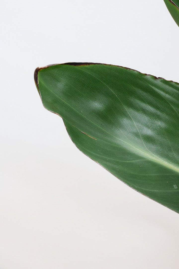 【ストレチア レギネ】最高のバランス！ロングPOTもスタイリッシュなので植物との相性がいい！