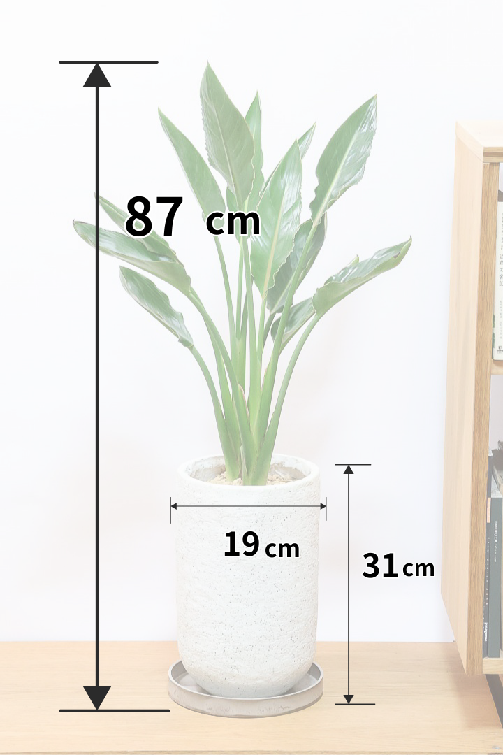 【ストレチア レギネ】最高のバランス！ロングPOTもスタイリッシュなので植物との相性がいい！