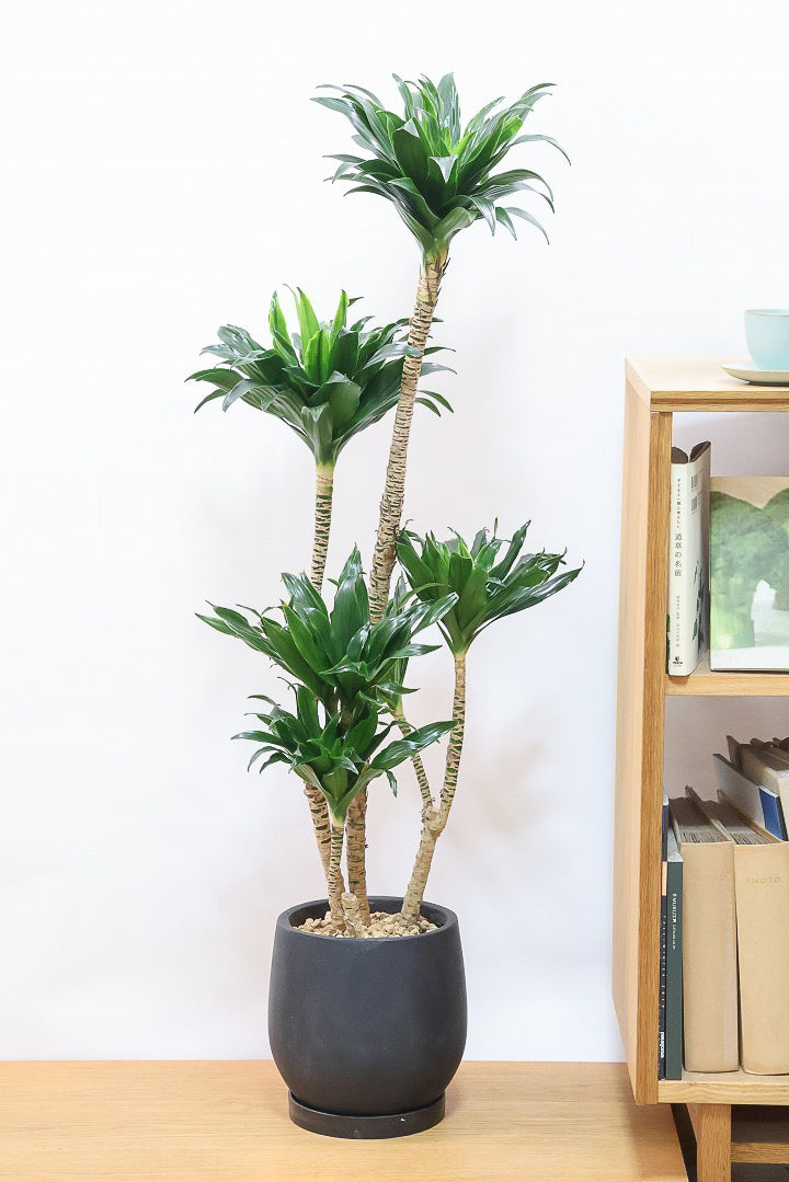 【ドラセナコンパクター】インテリアにちょうどいいサイズ。枝数も多くてとても素敵な樹形なんです！