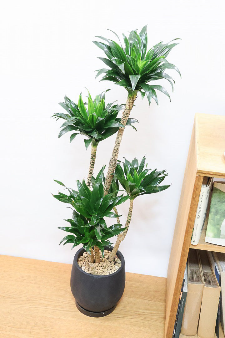 ドラセナ コンパクターK60873| 観葉植物の通信販売 | APEGO(アペーゴ)