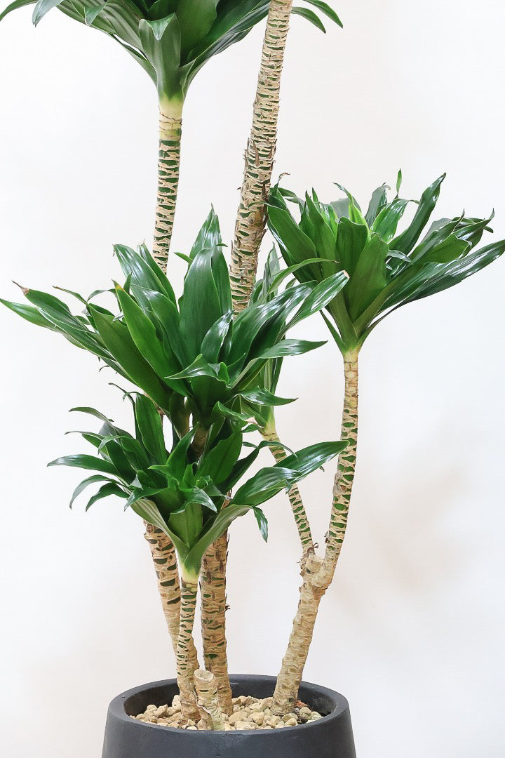 【ドラセナコンパクター】インテリアにちょうどいいサイズ。枝数も多くてとても素敵な樹形なんです！