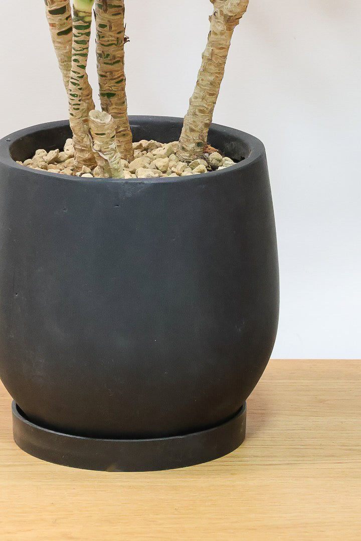 【ドラセナコンパクター】インテリアにちょうどいいサイズ。枝数も多くてとても素敵な樹形なんです！