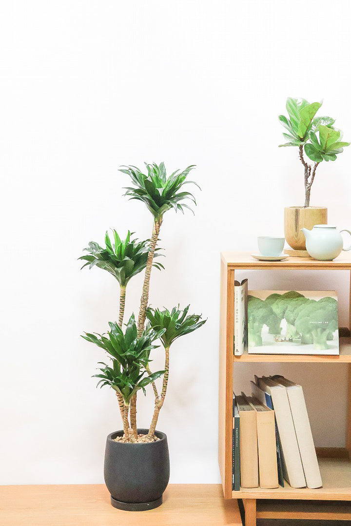 観葉植物 ドラセナ コンパクタ ドラセナ コンパクターK60873| 観葉植物の通信販売 | APEGO(アペーゴ)